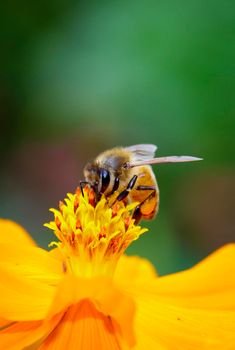 Image of bee or honeybee on yellow flower collects nectar. Golden honeybee on flower pollen. Insect. Animal