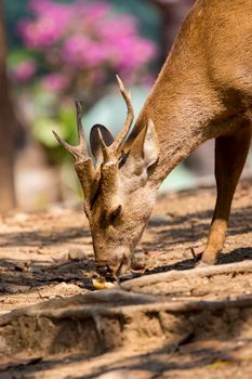 Image of a deer on nature background. wild animals.