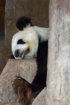 Image of a panda is sleeping on the rocks. Wild Animals.