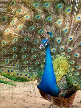 Image of a peacock showing its beautiful feathers. wild animals.