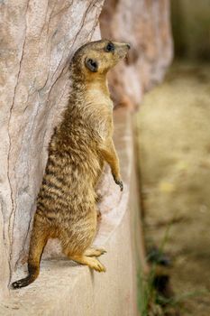 Image of Meerkat standing (Suricata suricatta)  on nature background. Wildlife Animals.