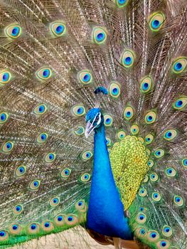 Image of a peacock showing its beautiful feathers. wild animals.