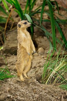 Image of Meerkat (Suricata suricatta)  on nature background. Wildlife Animals.