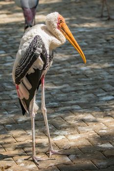 Image of a Lesser adjutant stork. wild animals.