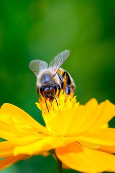 Image of bee or honeybee on yellow flower collects nectar. Golden honeybee on flower pollen. Insect. Animal