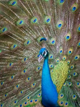 Image of a peacock showing its beautiful feathers. wild animals.