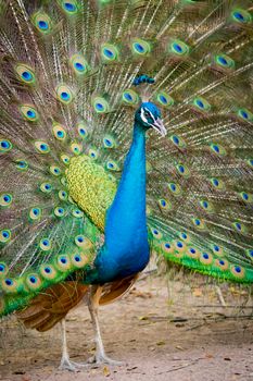 Image of a peacock showing its beautiful feathers. wild animals.