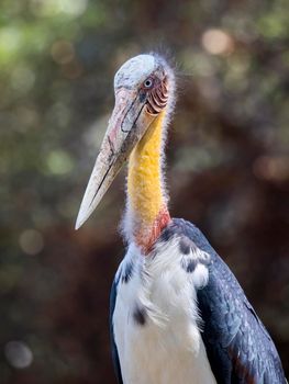 Image of a Lesser adjutant stork. wild animals.