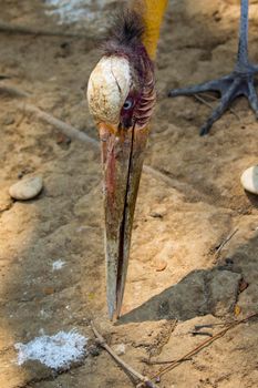 Image of a Lesser adjutant stork. wild animals.