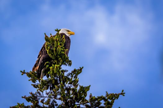 Bald Eagle perching at tree top