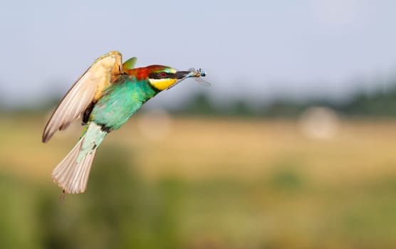 bee-eater flies with a dragonfly in its beak , wild nature