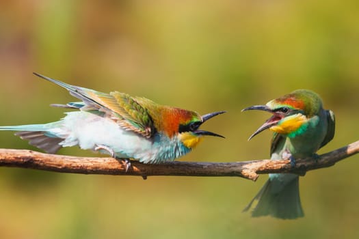 birds conflict sitting on a branch, wild nature