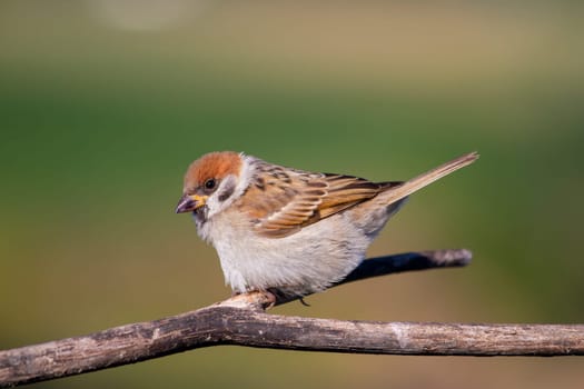 sparrow sitting on a branch on a green background, wild nature