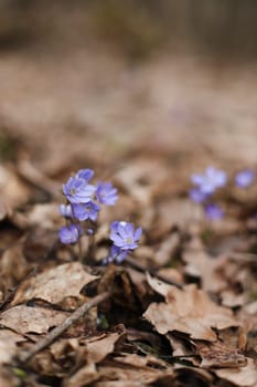 early spring flower crocus and snowdrops in natural environment, flower macro portrait