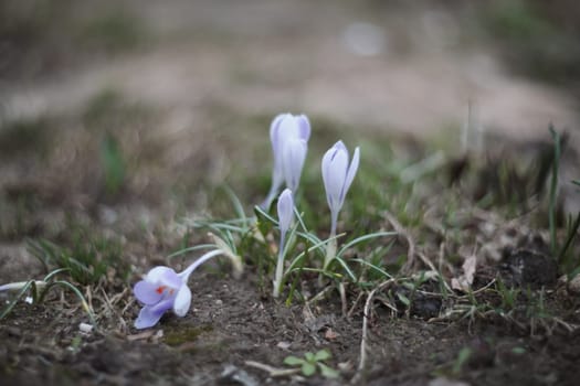 Spring background with flowering violet crocuses flowers in early spring.