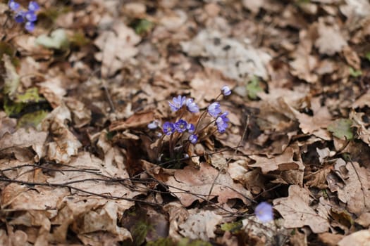 early spring flower crocus and snowdrops in natural environment, flower macro portrait