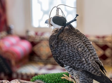 Detail portrait of falcon or hawk wearing a traditional leather cap or hat indoors