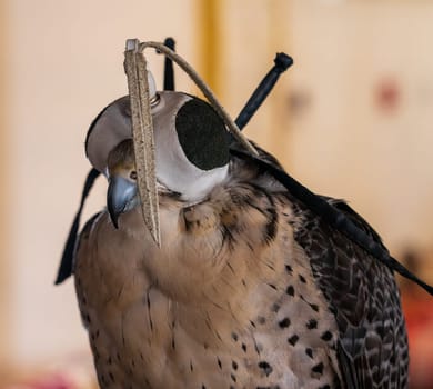 Detail portrait of falcon or hawk wearing a traditional leather cap or hat indoors