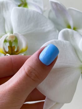 Female close up light blue nails manicure, orchid flower on the background. High quality photo