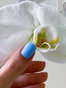 Female close up light blue nails manicure, orchid flower on the background. High quality photo