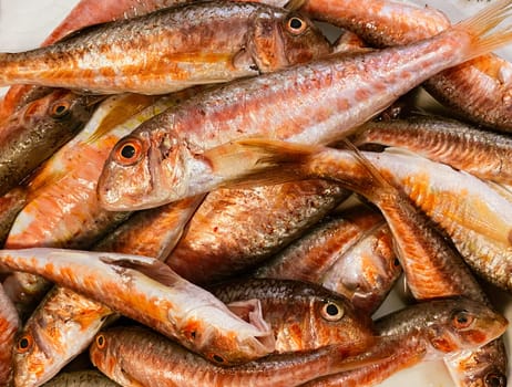 Fresh fish Red Mullet, top view, Barbel sea fish, Barbatus fish. High quality photo