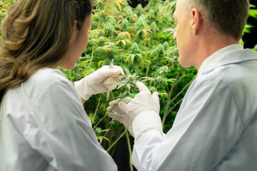 Two scientists discussing about gratifying cannabis plants in a curative indoor cannabis greenhouse. Products extracted from cannabis as an alternative medical treatment.