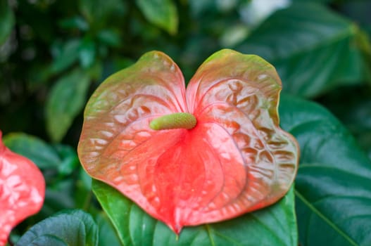 Red green anthurium flowers in botanic garden Tropical plant. Floral background, High quality photo