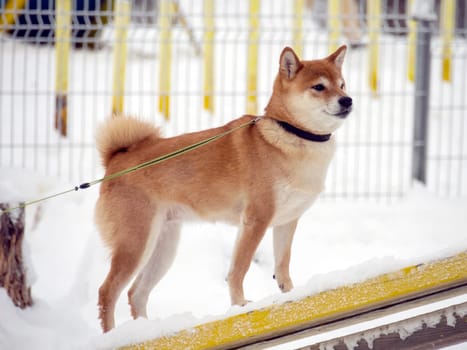 Japanese red coat dog is in winter forest. Portrait of beautiful Shiba inu male standing in the forest on the snow and trees background. High quality photo. Walk in winter