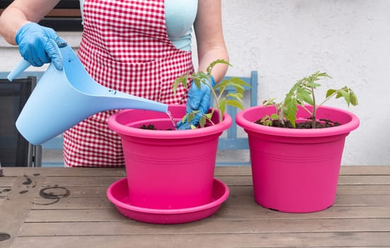 a woman gardener in gloves transplants seedlings of tomatoes into large pots, seasonal spring work in the home garden, high quality photo