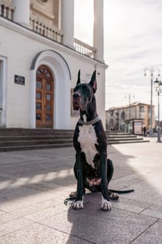 Young black Great Dane poses in the city.