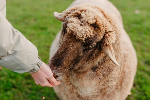 Little caucasian boy feeding ram in a farm. Ram eating grains of cereal from the hands of a child