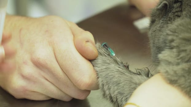 Procedure to take blood from jugular vein of a feline cat in veterinary clinic.Taking blood for analysis in a cat in a vet clinic.