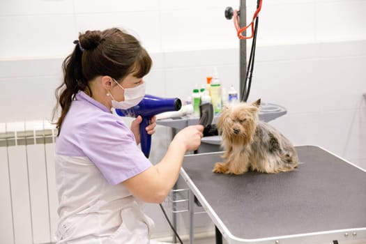 Grooming a little dog in grooming, hairdressing salon for dogs. Grumer combs and makes a hairdo for the dog.. Groomer using comb on dog.