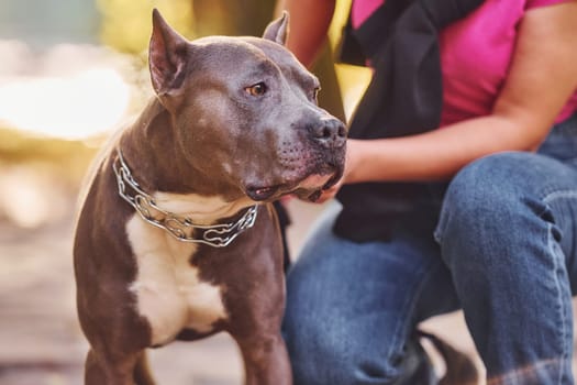 Yellow leaves at background. Woman in casual clothes is with pit bull outdoors.