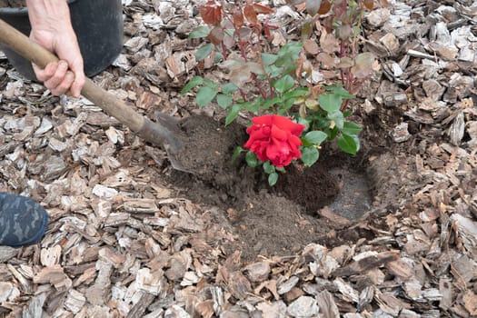 middle-aged male gardener planting a scarlet rose in his garden, digging a hole in the ground with a shovel. High quality photo