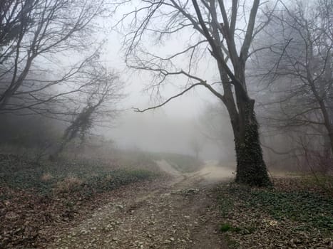 foggy road in a dark gloomy overcast forest.