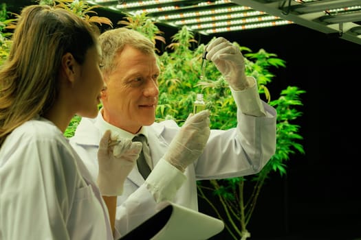 Male and female scientist looking their gratifying CBD oil product in dropper lid bottle. Grow facilities for cannabis plants in curative indoor farm.