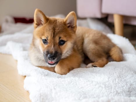 Portrait of cute Shiba Inu small dog, puppy, Close up. Dogecoin. Red-haired Japanese dog smile portrait. Illuminating color, cryptocurrency, electronic money. High quality photo