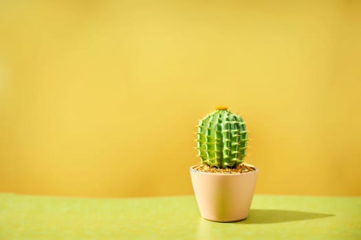 Small cactus in a planter on a yellow desk with a orange background. minimalistic design with copy space available.