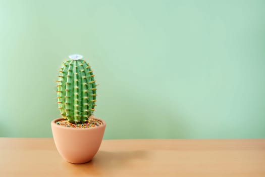 Cactus on a desk with a surf green colored background