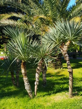 Many trees Yucca gloriosa Adams needle, Spanish dagger, Roman candle, mound lily, palm lily, Spanish bayonet, magnificent yucca, vertical photo.