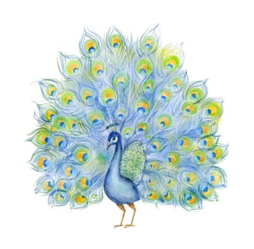 Peacock with open tail. Watercolor illustration isolated om white background.