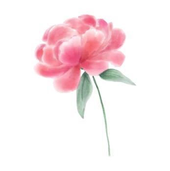 Watercolor illustration of pink flower peony isolated on white background