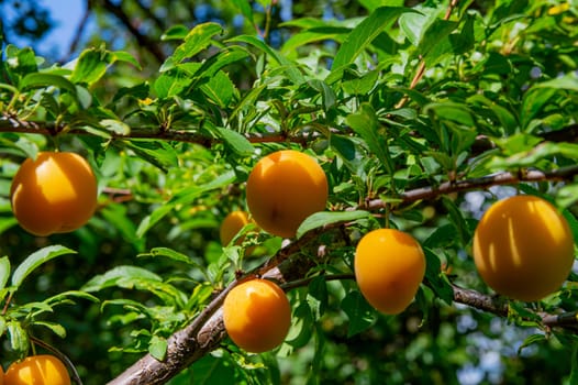 Yellow plum fruits on a garden tree branch with green foliage. Prunus cerasifera. Prunus divaricata. Yellow plum. Fruit garden tree. Ecological food. Healthy vegetarian food. Agricultural harvest.