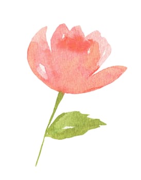 Flower watercolor illustration isolated on white. Pink rose
