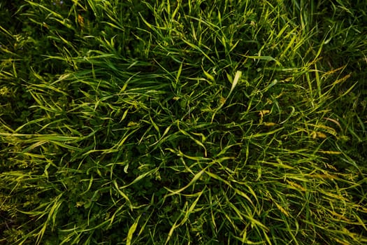 a close horizontal photo of the texture of high summer grass of rich green color taken from above. High quality photo