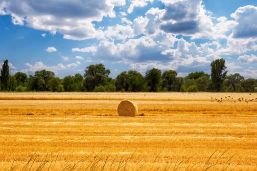 Harvested wheat field with rolled haystack. at the end of summer, harvesting under the picturesque sky.