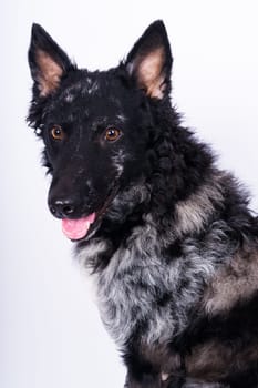 Black curly dog closeup portrait in a studio, posing, smiling