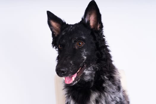 Black curly dog closeup portrait in a studio, posing, smiling