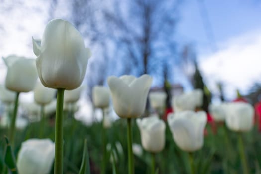 Tulip in a flower bed, white flowers against the sky and trees, spring flowers